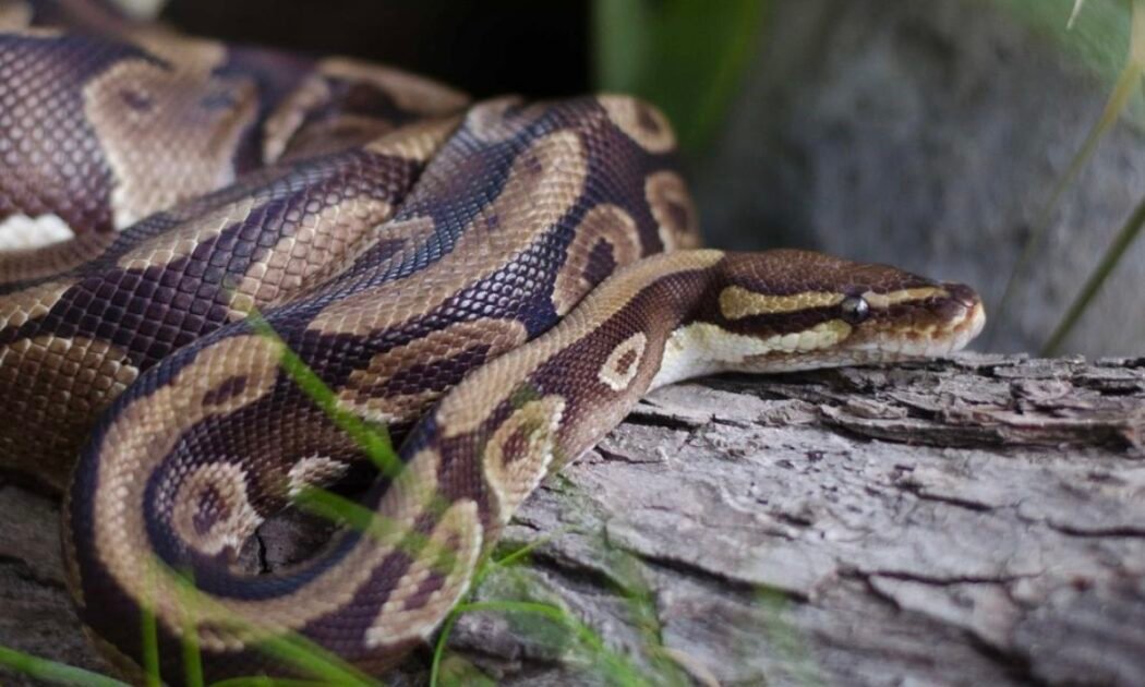 सांप के काटने पर क्या करें - Snake Bite First Aid और सही प्राथमिक उपचार की जानकारी